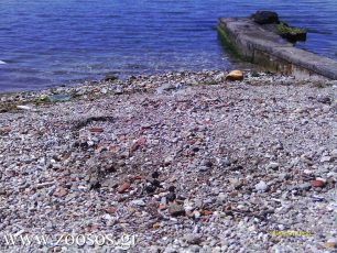 Θεσσαλονίκη: Αρνάκι με κομμένα πόδια πεταμένο στη θάλασσα